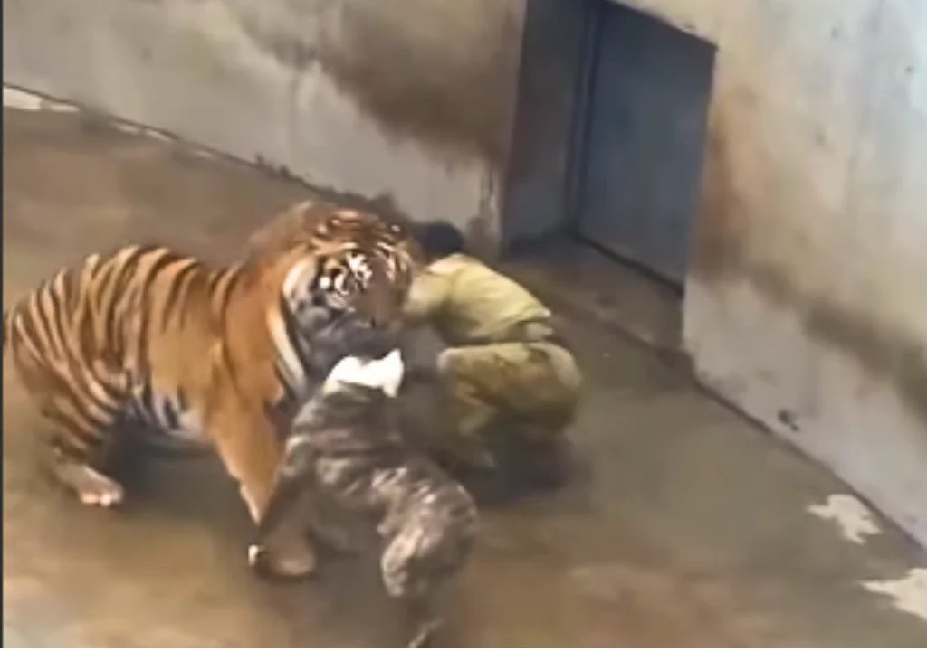 Un perro se planta ante dos tigres para salvar a un trabajador del zoológico (+Video)